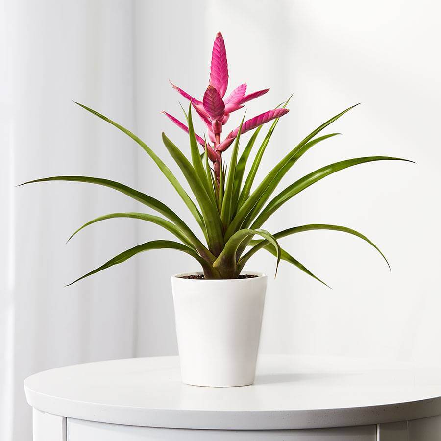 Mother's Day Gift Guide - Bromeliad Antonio