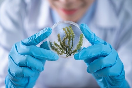 Person Holding Container With Seaweed - spring break camp ideas